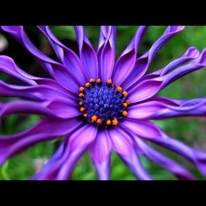 Meet your Posher, Bonnie